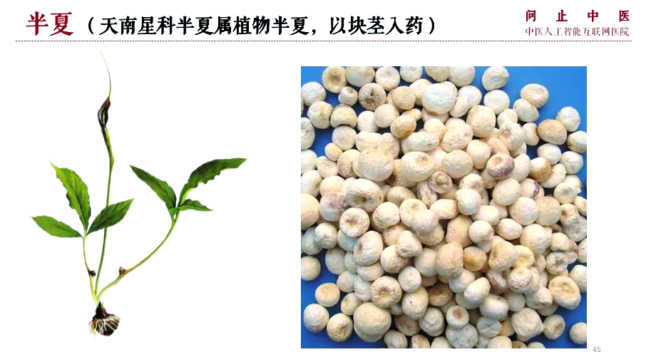 半夏价格