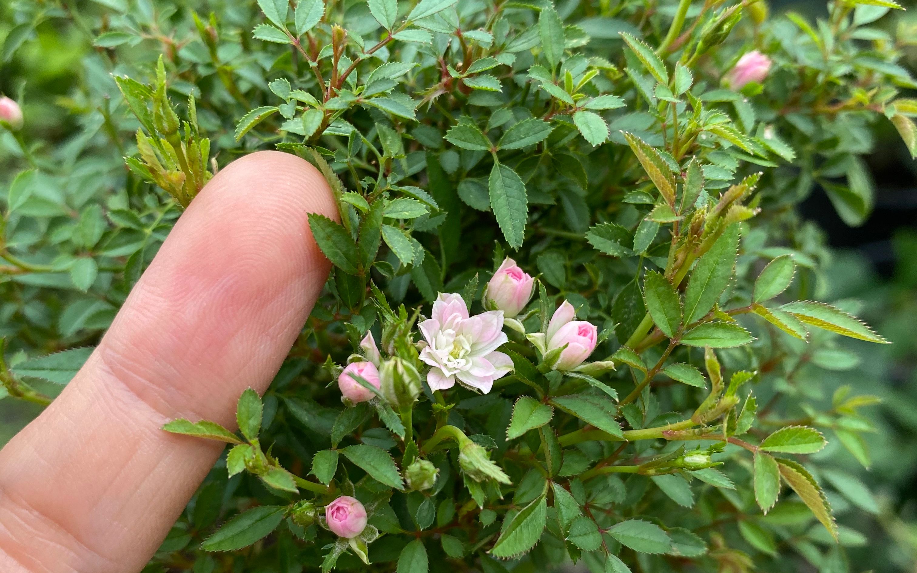 微观世界奇妙奥秘 探索生命之美与科学发现