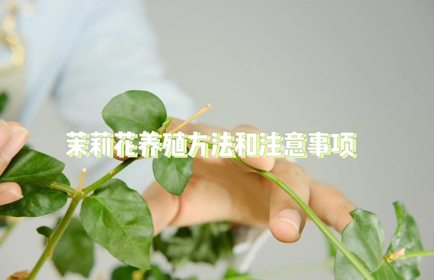 茉莉的养殖方法和注意事项 茉莉如何健康生长