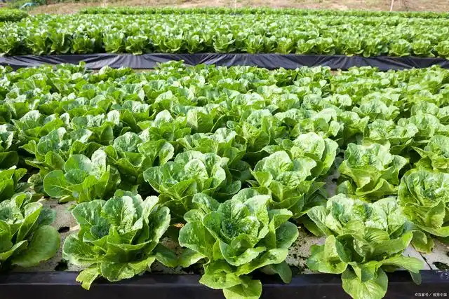 种植白菜有哪些技术条件 龙牙白菜种植技术