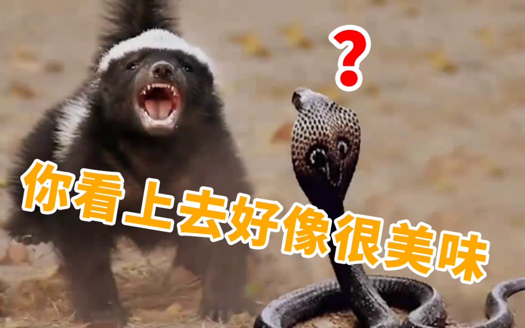 平头哥为啥不怕毒蛇咬 人称平头哥的动物是什么