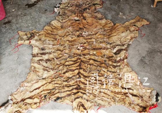 虎皮兰的养殖方法