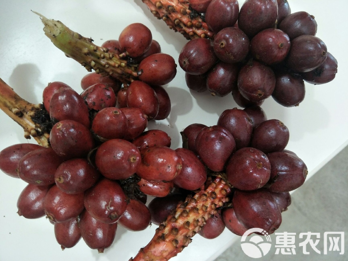 草果多少钱一斤 草果价格多少钱一斤