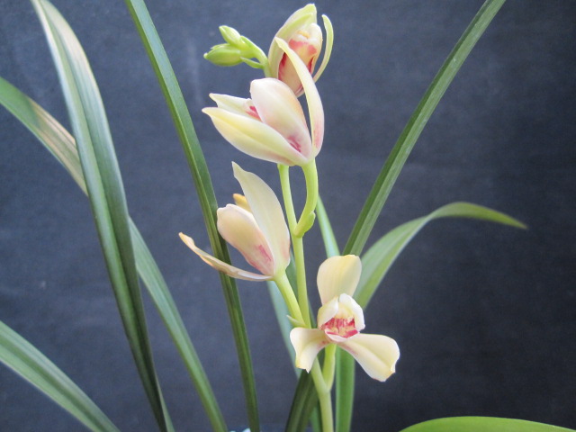 危机解读:秋香到家暗号