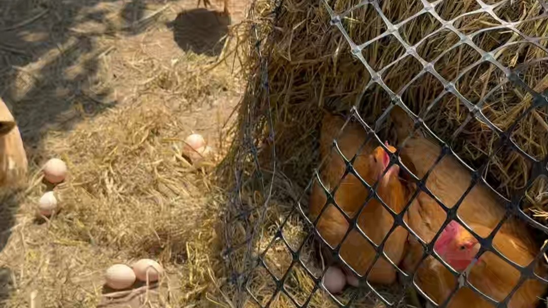 玫瑰街鸡窝联系方式的秘密以及实用指南揭晓