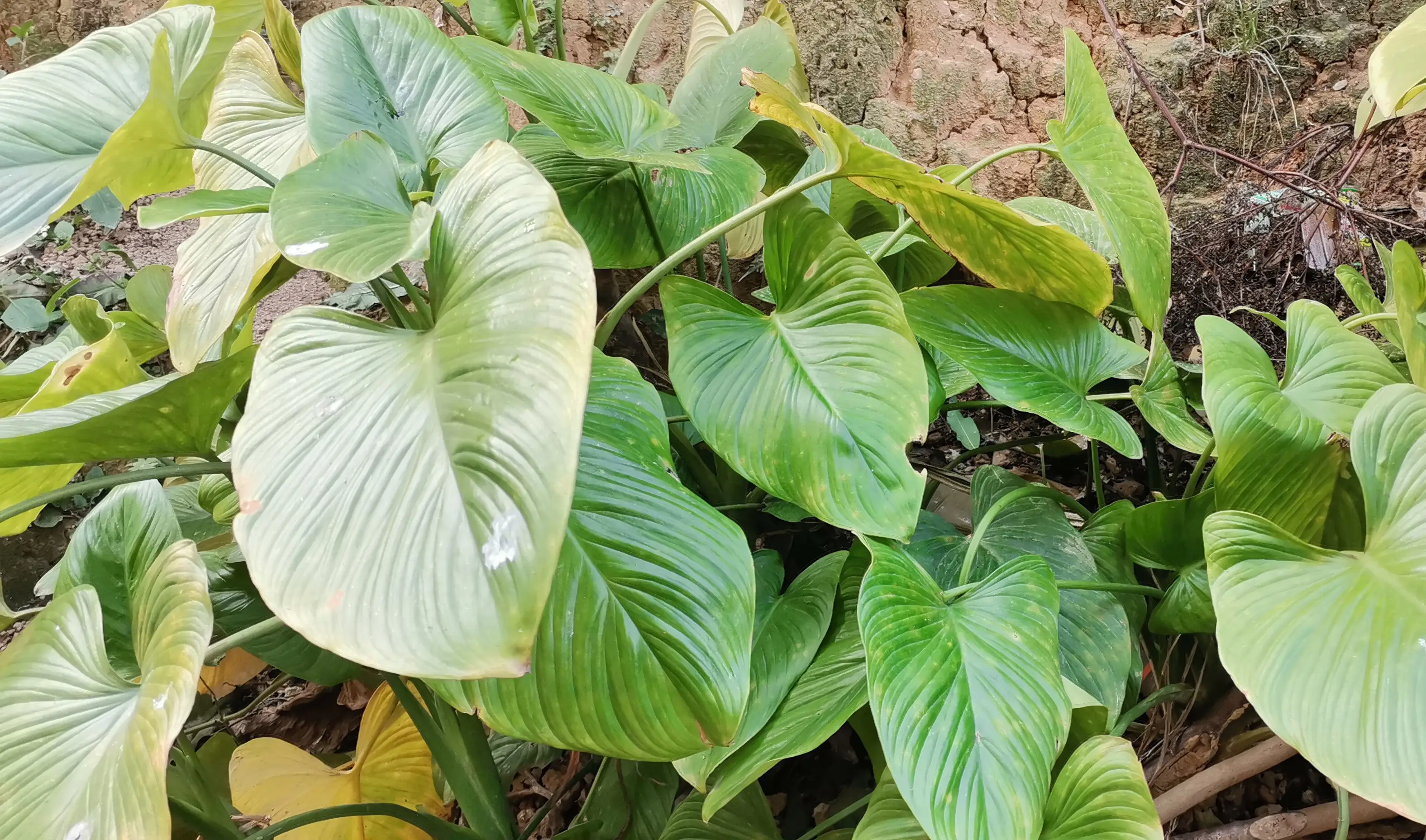 哪些地方适合种植中草药 中草药种植前景排名