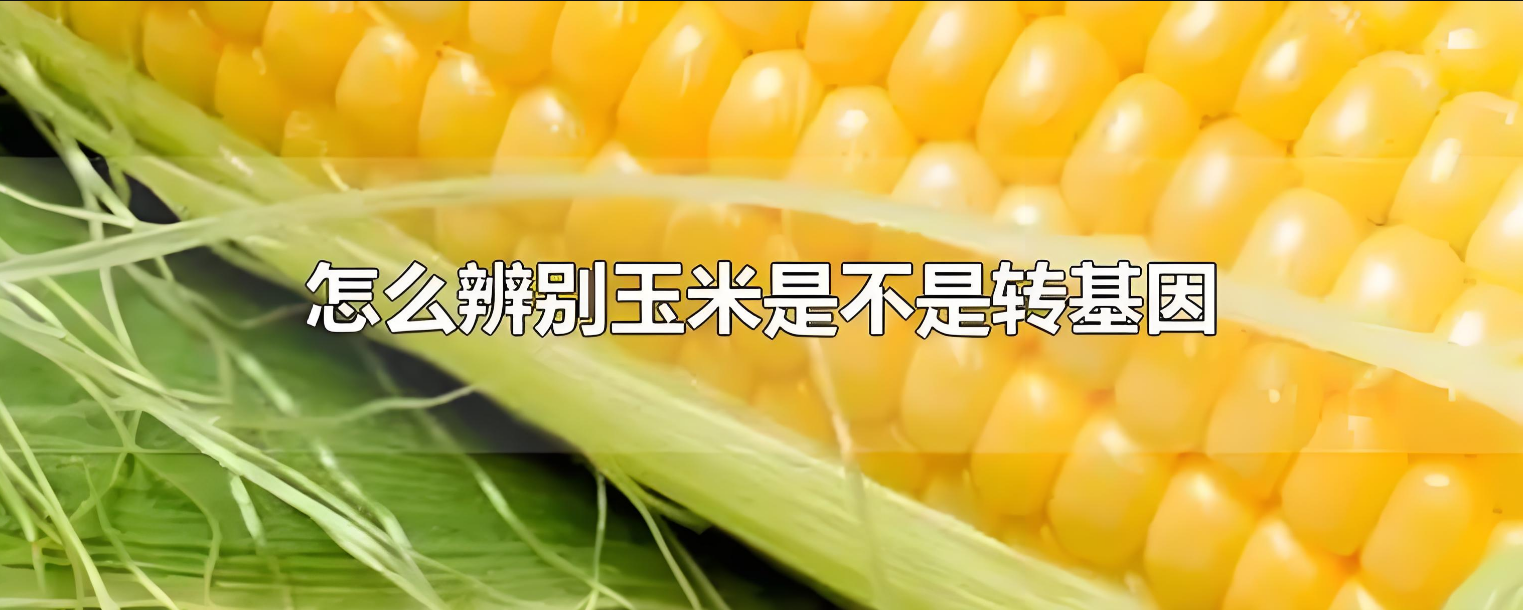 转基因玉米和普通玉米有什么区别 如何辨别转基因玉米和普通玉米