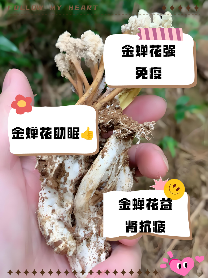 金蝉花的功效与作用