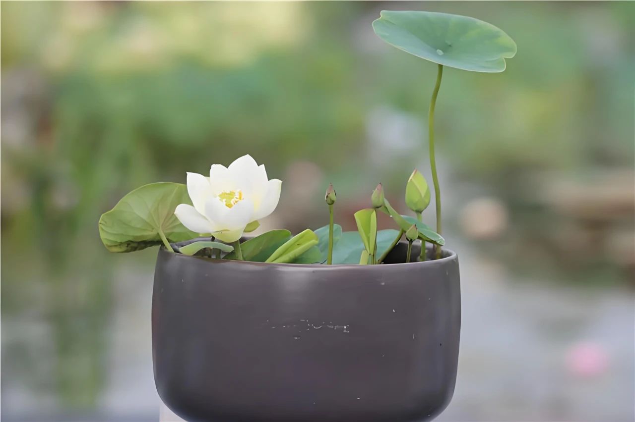 碗莲怎么水养 碗莲不用土可以怎么种