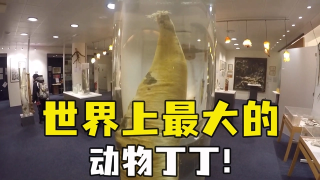 动物界最让人震惊的生殖系统,4个丁丁的澳洲针鼹是如...