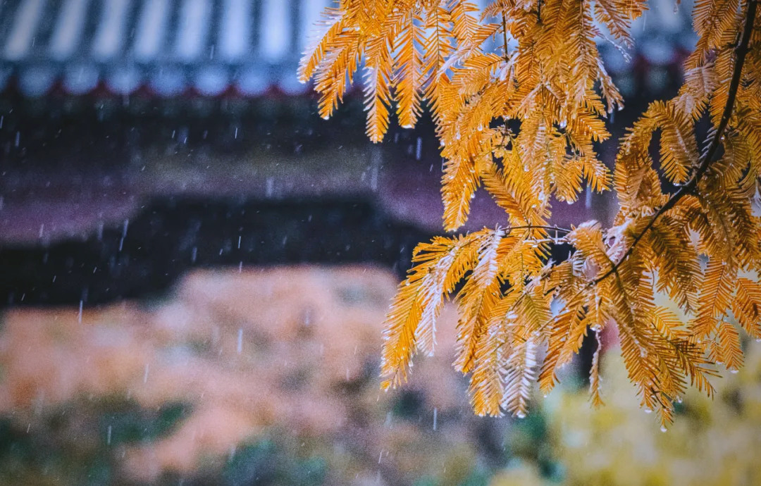 随随便便走进一座寺庙，门推开处，怎么就皆是惊喜？...