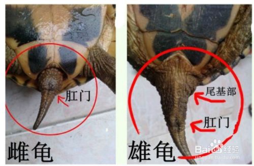 金钱龟种龟多少钱一只 如何挑选公母分别是什么价格