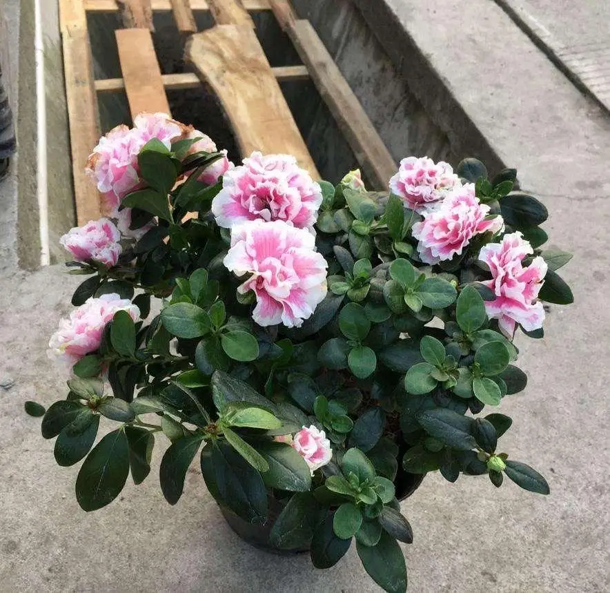 网络公司网站开发案例