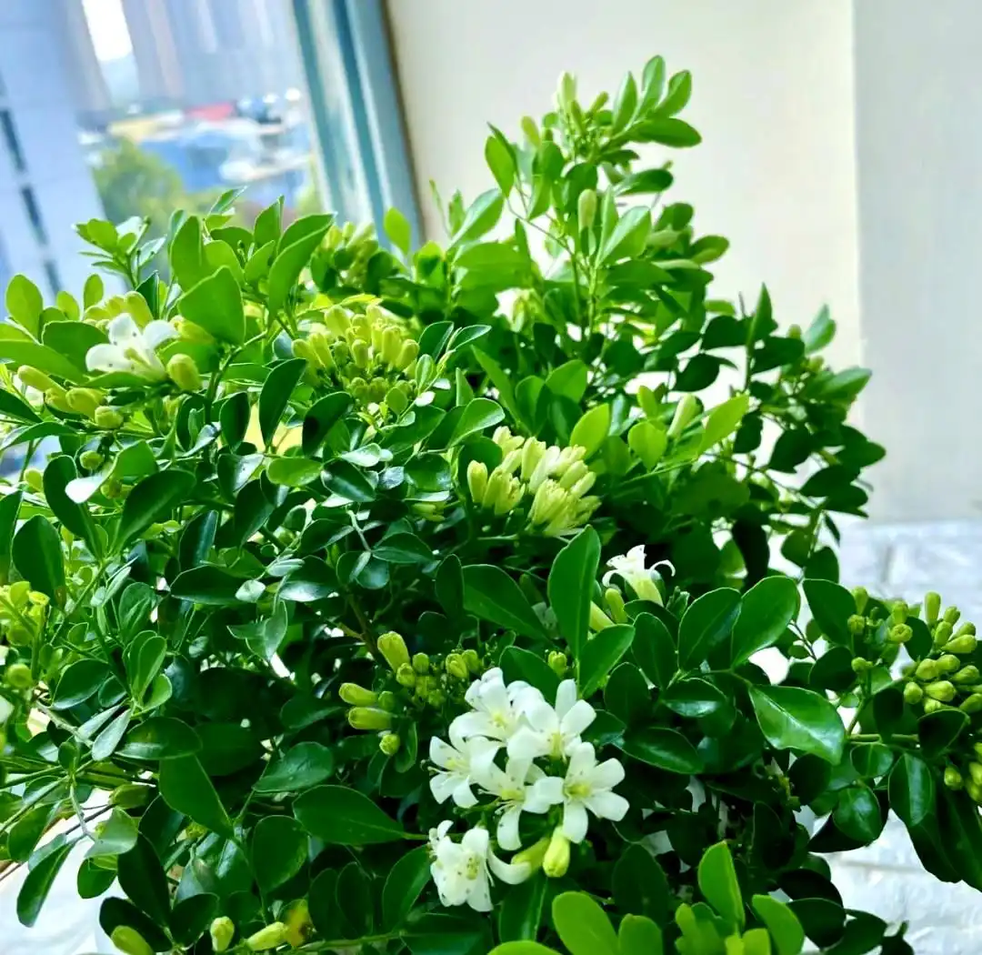 九里香的养殖方法