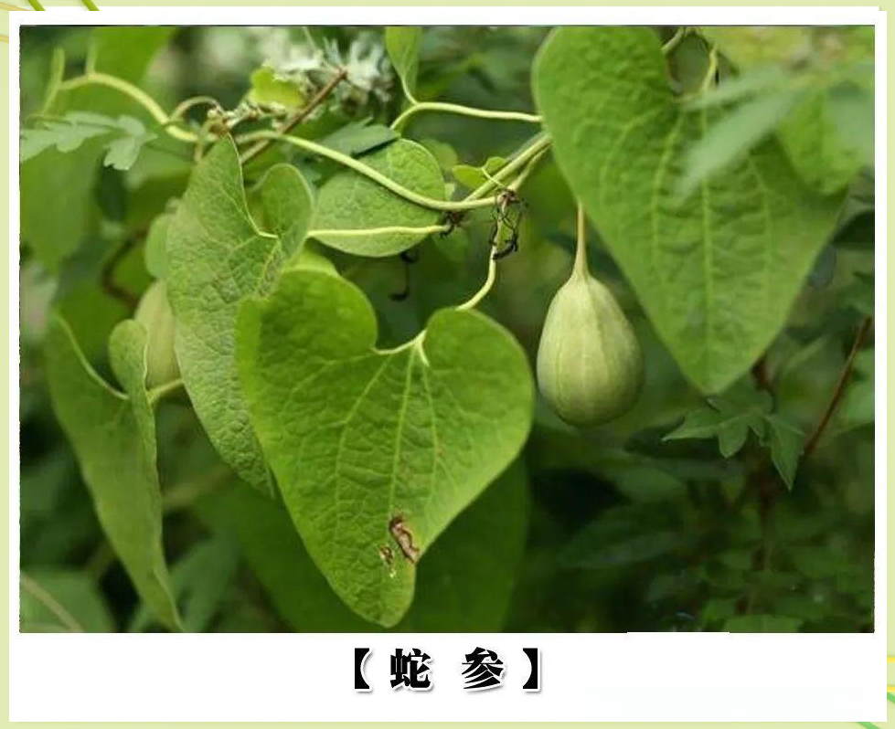 古代避孕方法揭秘 没有避孕套古人怎么避孕