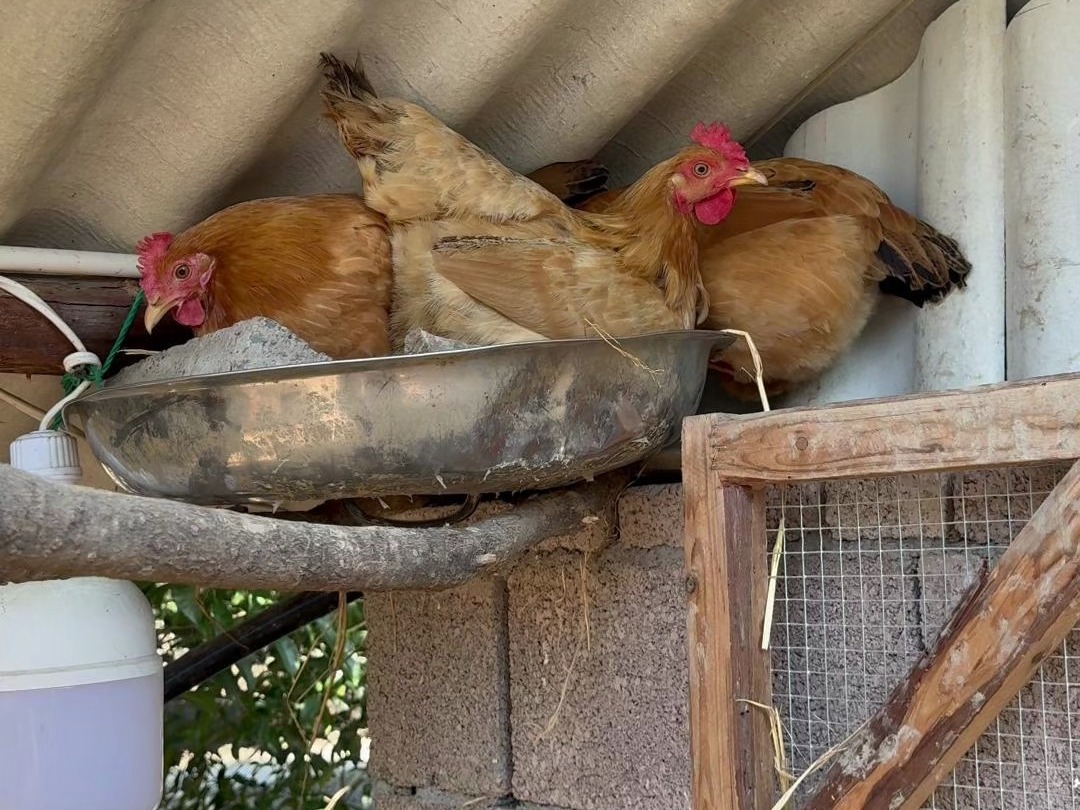 昆山鸡窝分布揭秘：三大核心区域避坑指南