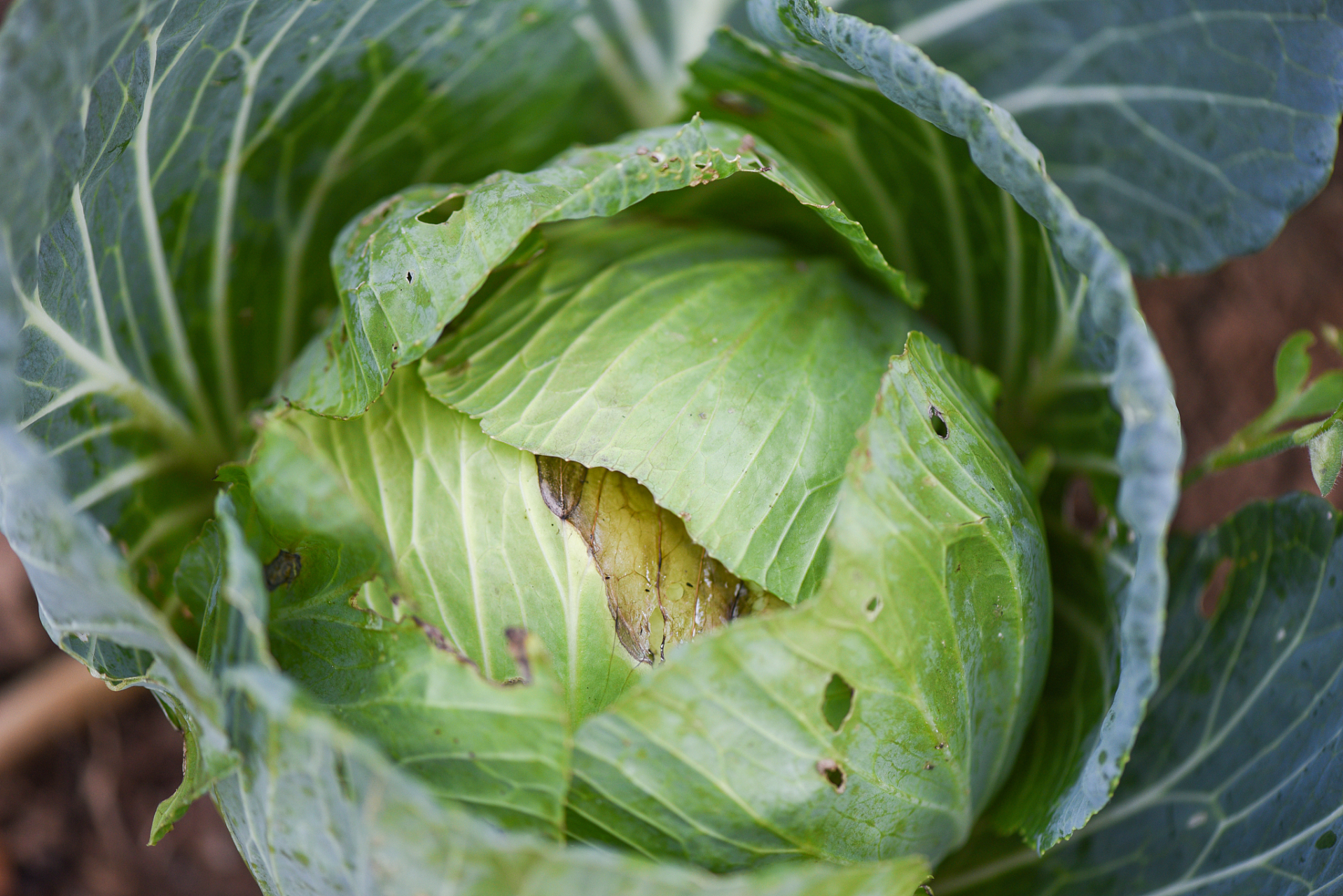 大白菜霜霉病用什么药 怎么防治白菜霜霉病