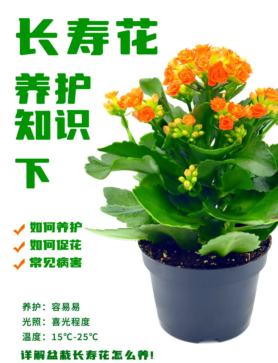 长寿花养殖