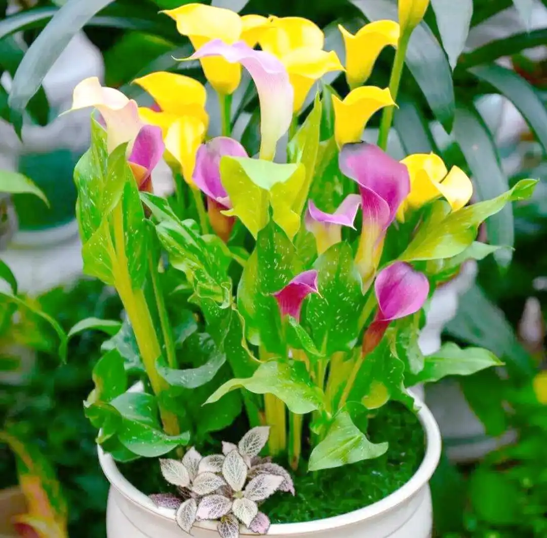 马蹄莲的养殖方法