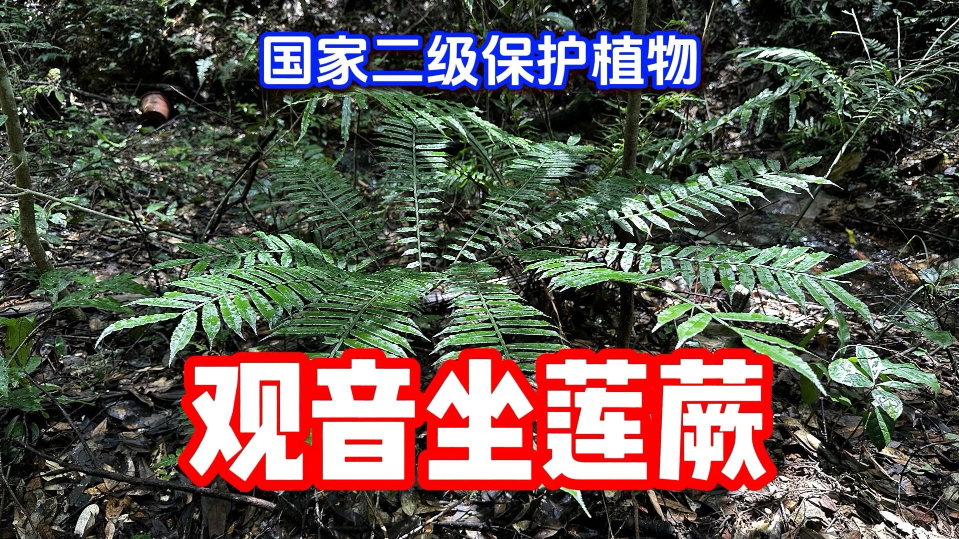 原始观音座莲与观音坐莲，傻傻分不清？...