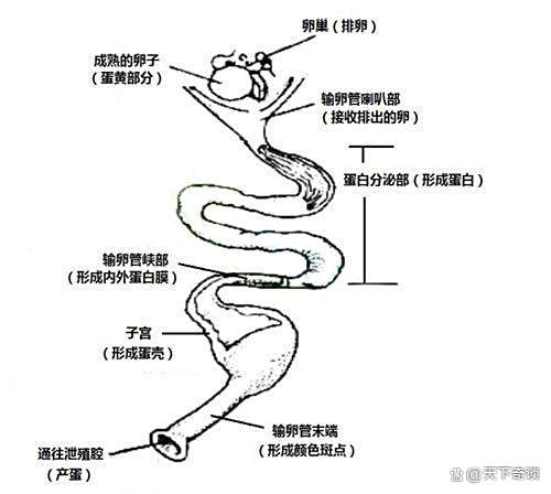 母鸡不下蛋原因 母鸡不用交配就能产卵