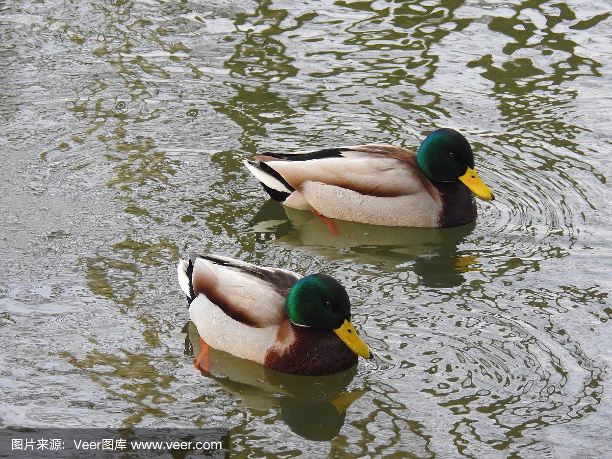 男鸭微信接单实操指南：从零起步到稳定客源的完整策略揭秘