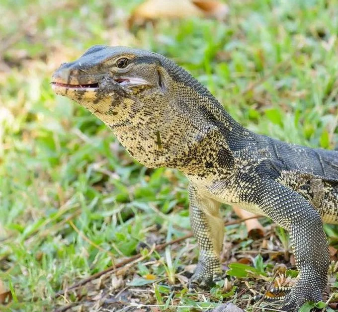 云南龙陵再现国宝级圆鼻巨蜥 三星堆背后隐藏哪些秘密