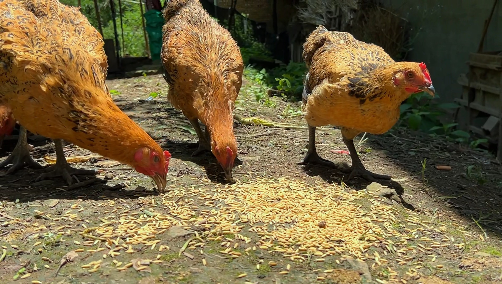 余姚当地特色养殖揭秘 余姚什么村鸡多