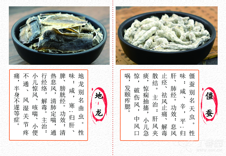 地龙的功效与作用