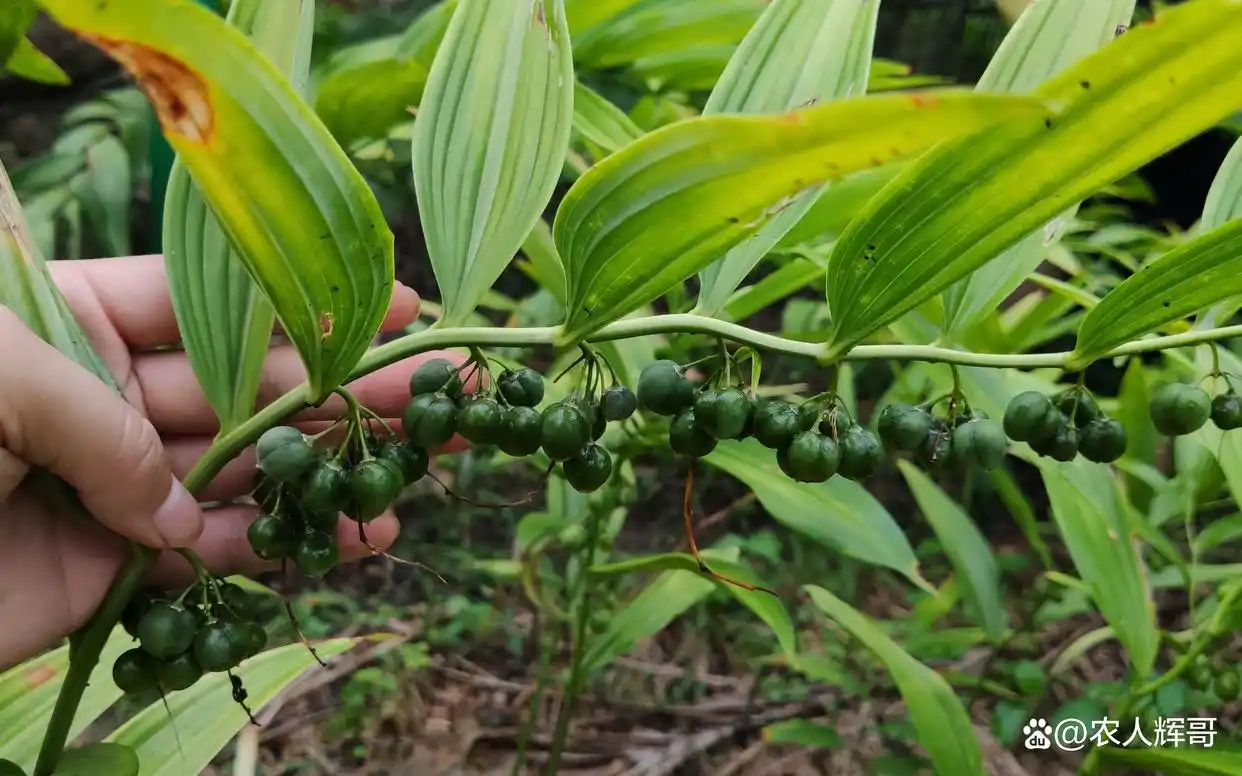 甘肃庆阳能种植黄精 黄精种植条件与管理方法
