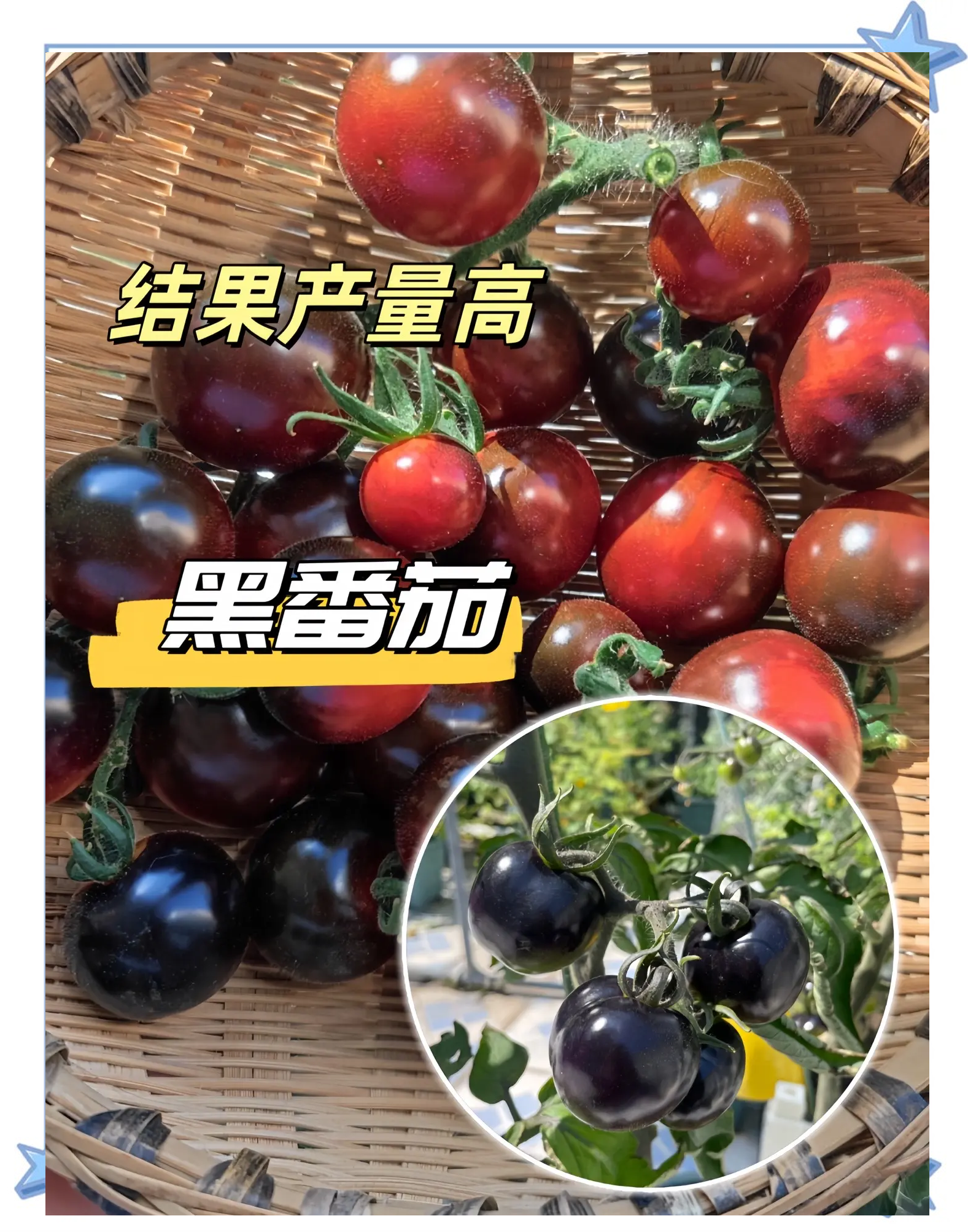 黑番茄