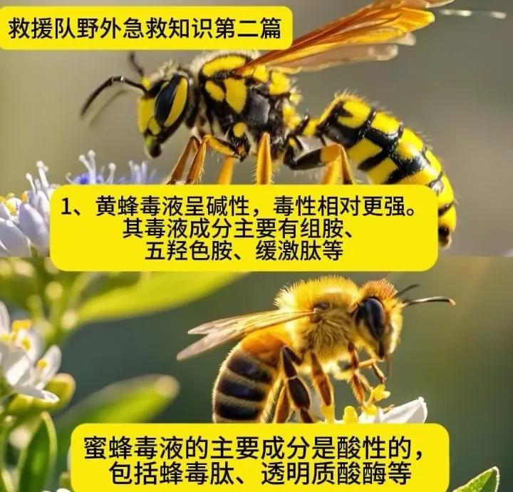 给蜜蜂一个家,它们能给人类一个未来?...