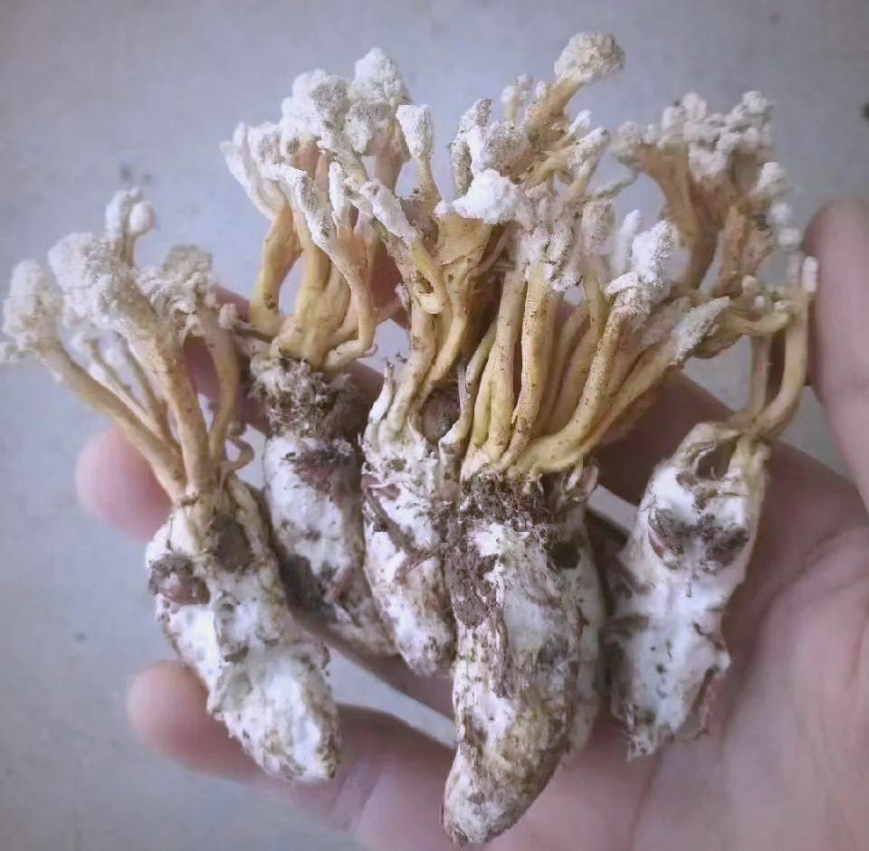 金蝉花的功效与作用