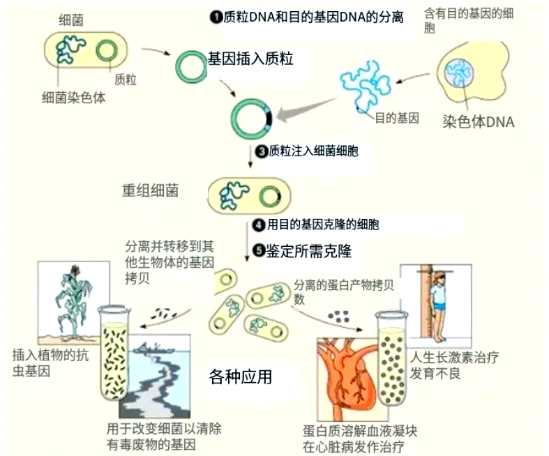 基因交换奥秘解析 基因交流的生物学基础