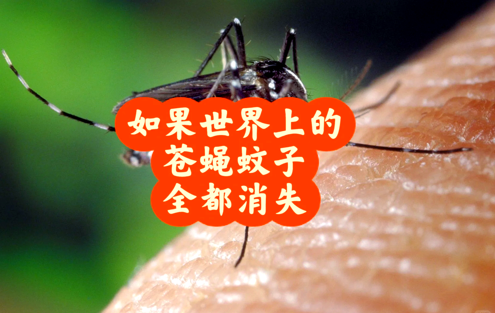 没有蚊子的世界会更美好吗?你了解蚊子背后的真相吗?