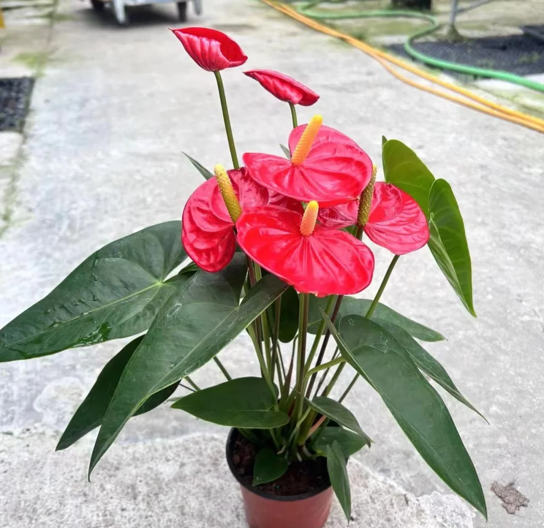 红掌的养殖方法