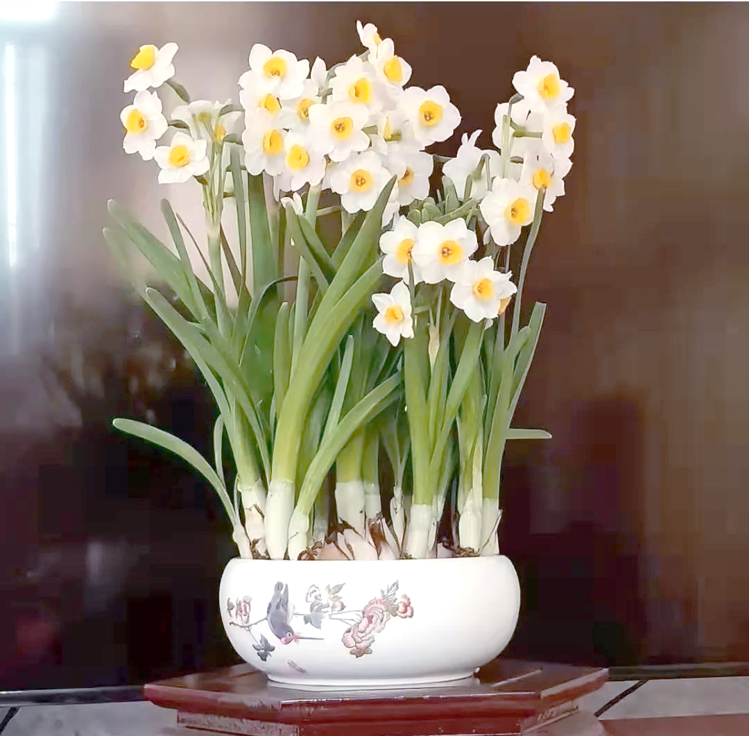 水仙花的养殖方法