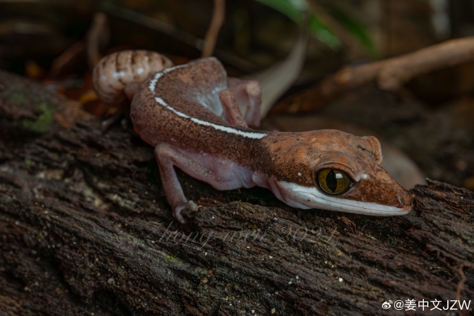 动物眼睛奥秘大揭秘 人类仿生学神奇发明