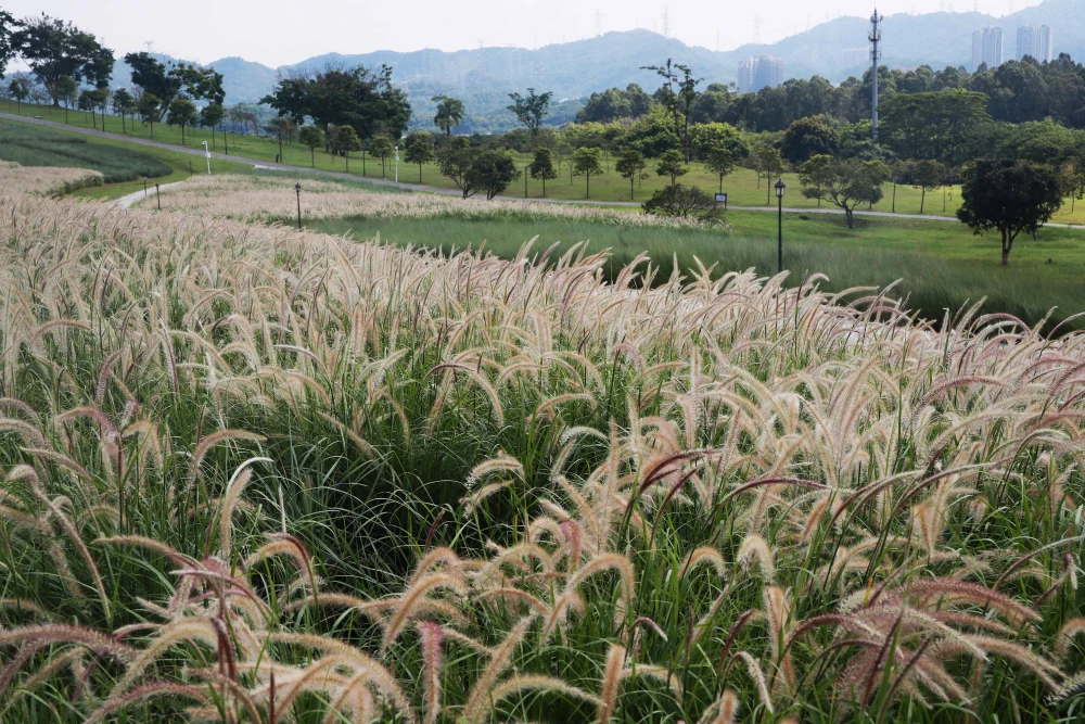 陌上这个词到底啥意思 原来还有这么多讲究