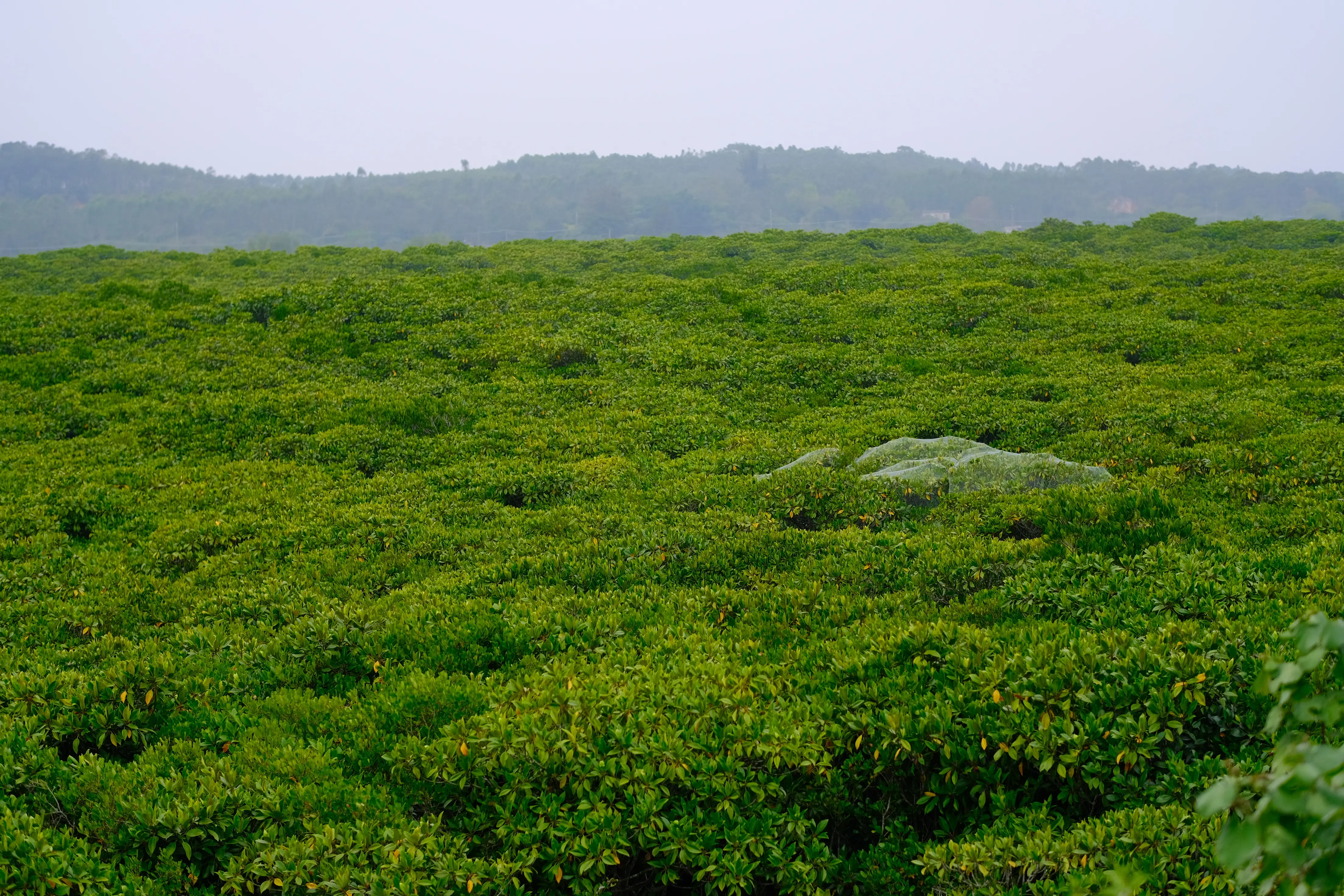 应对海平面上升，越南为什么指望红树林？...