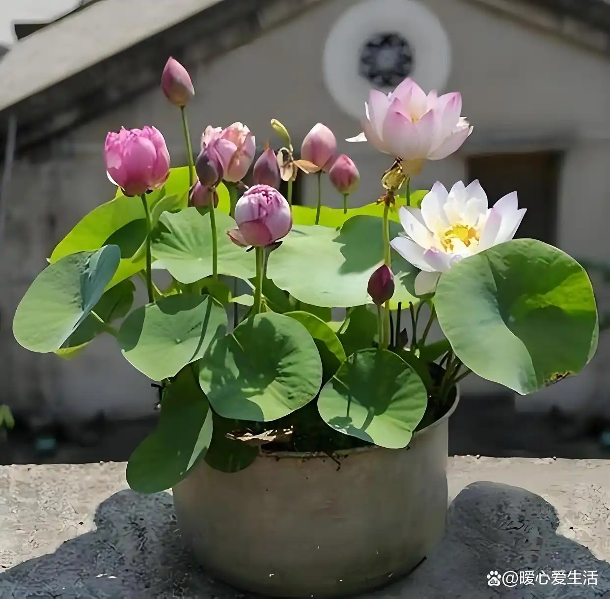 碗莲的种植方法水培