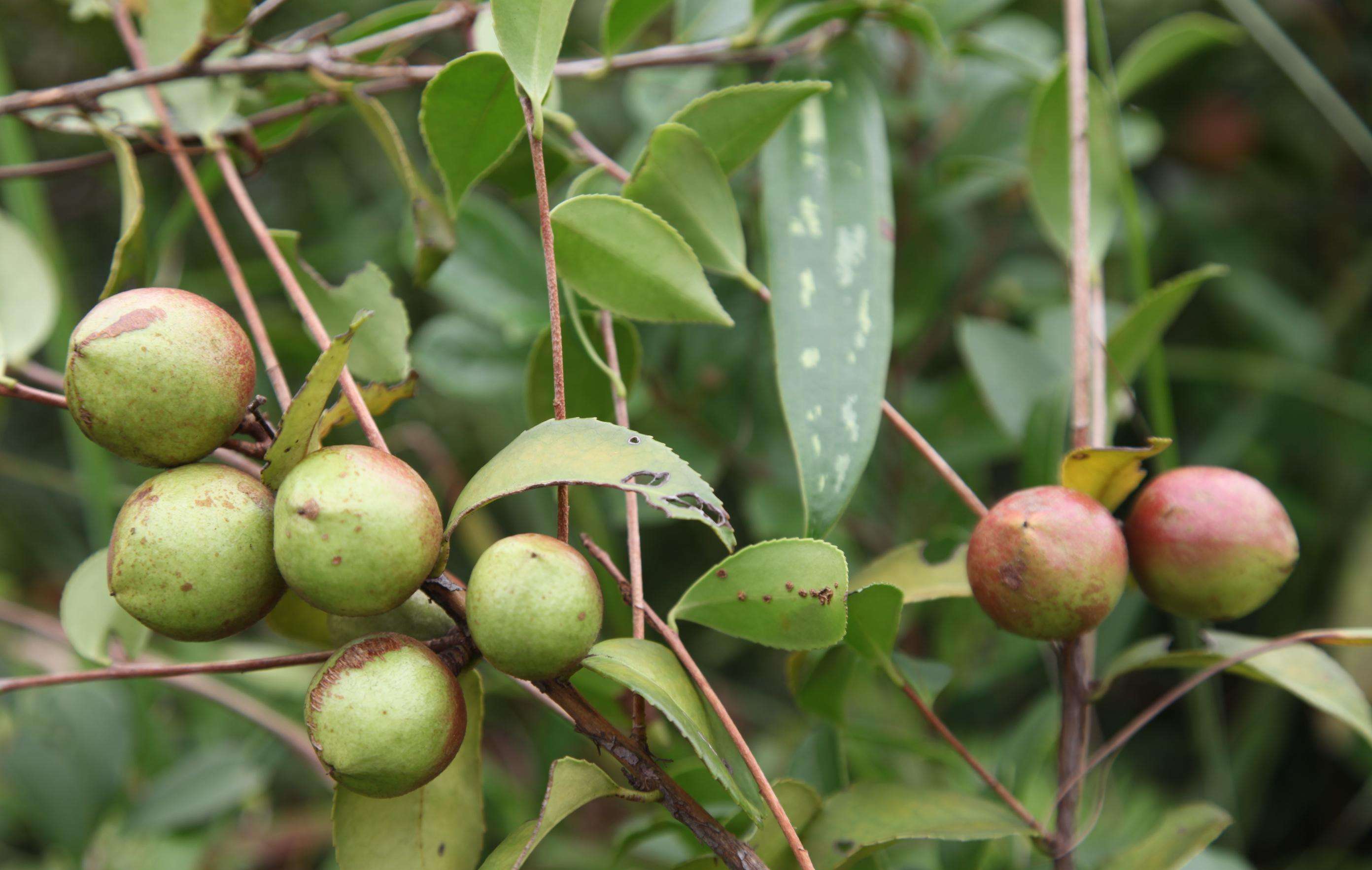 油茶树