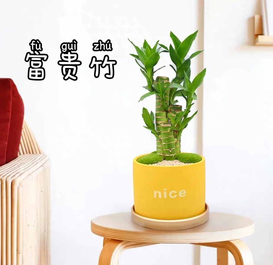 富贵竹的养殖方法 水培和土培哪个好