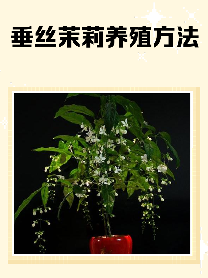 茉莉的养殖方法和注意事项
