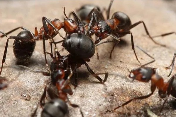 人类变成蚂蚁大小保留智慧 能否继续统治地球
