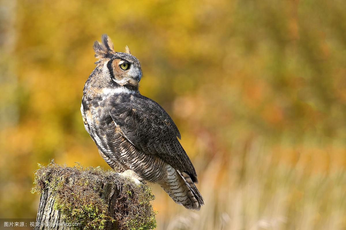 欧洲贵族“大公”称号是什么意思 斯慕和sm0kingkiiis及女生英文名字的意思