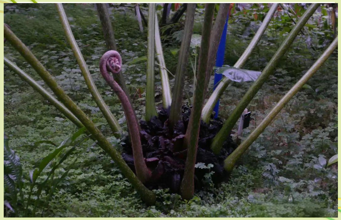 观音坐莲是什么植物 观音坐莲该怎么养