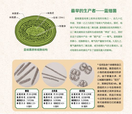造成数百头大象水边惨死的蓝细菌,会对人类产生危害吗...