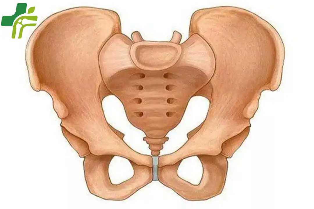 人类为何没有尾巴?...