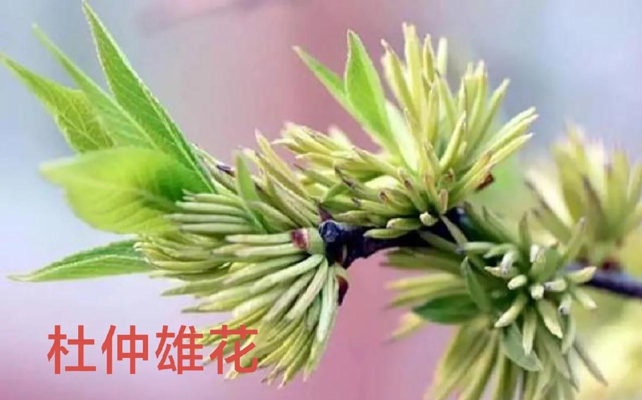 杜仲雄花片功效有哪些 胶原蛋白粉作用大不大